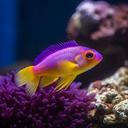 The Rise of Fish Selling through E-Commerce